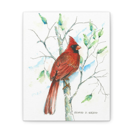 Cardinal On Branch Canvas Print