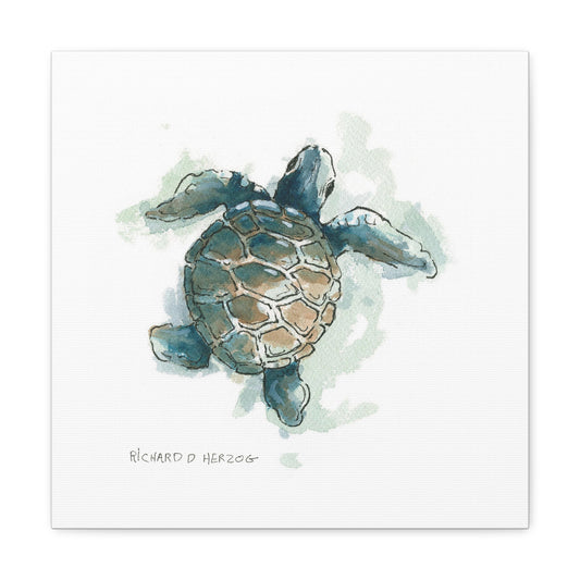 Right Sea Turtle Square Canvas Print