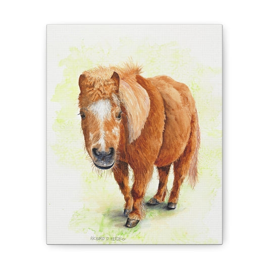"Shorty" Mini Horse Canvas Print