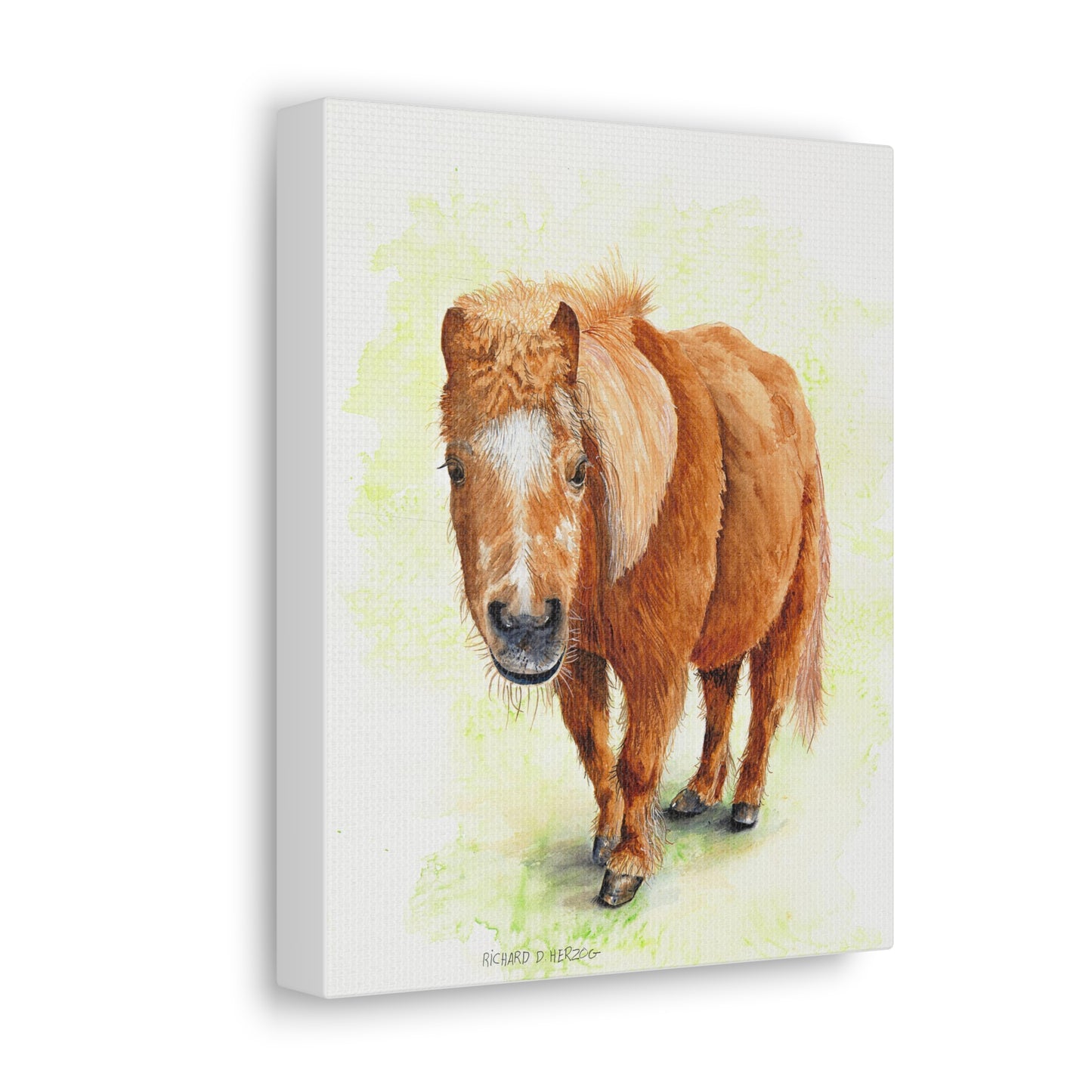 "Shorty" Mini Horse Canvas Print