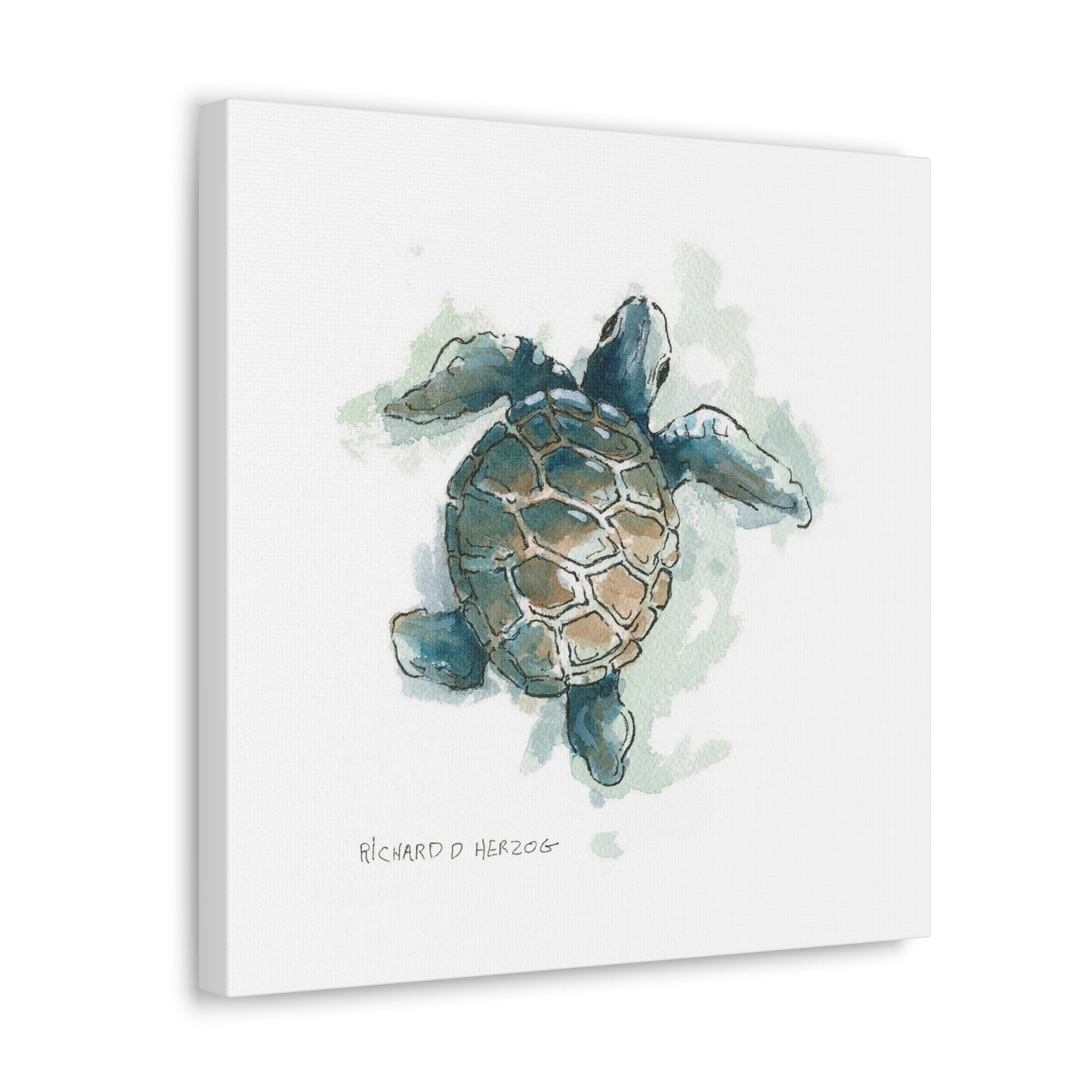 Right Sea Turtle Square Canvas Print