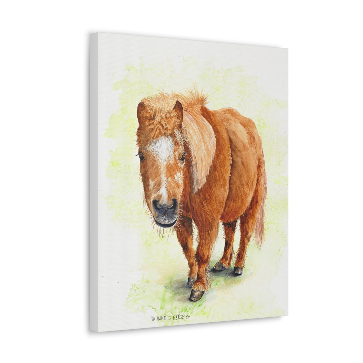 "Shorty" Mini Horse Canvas Print