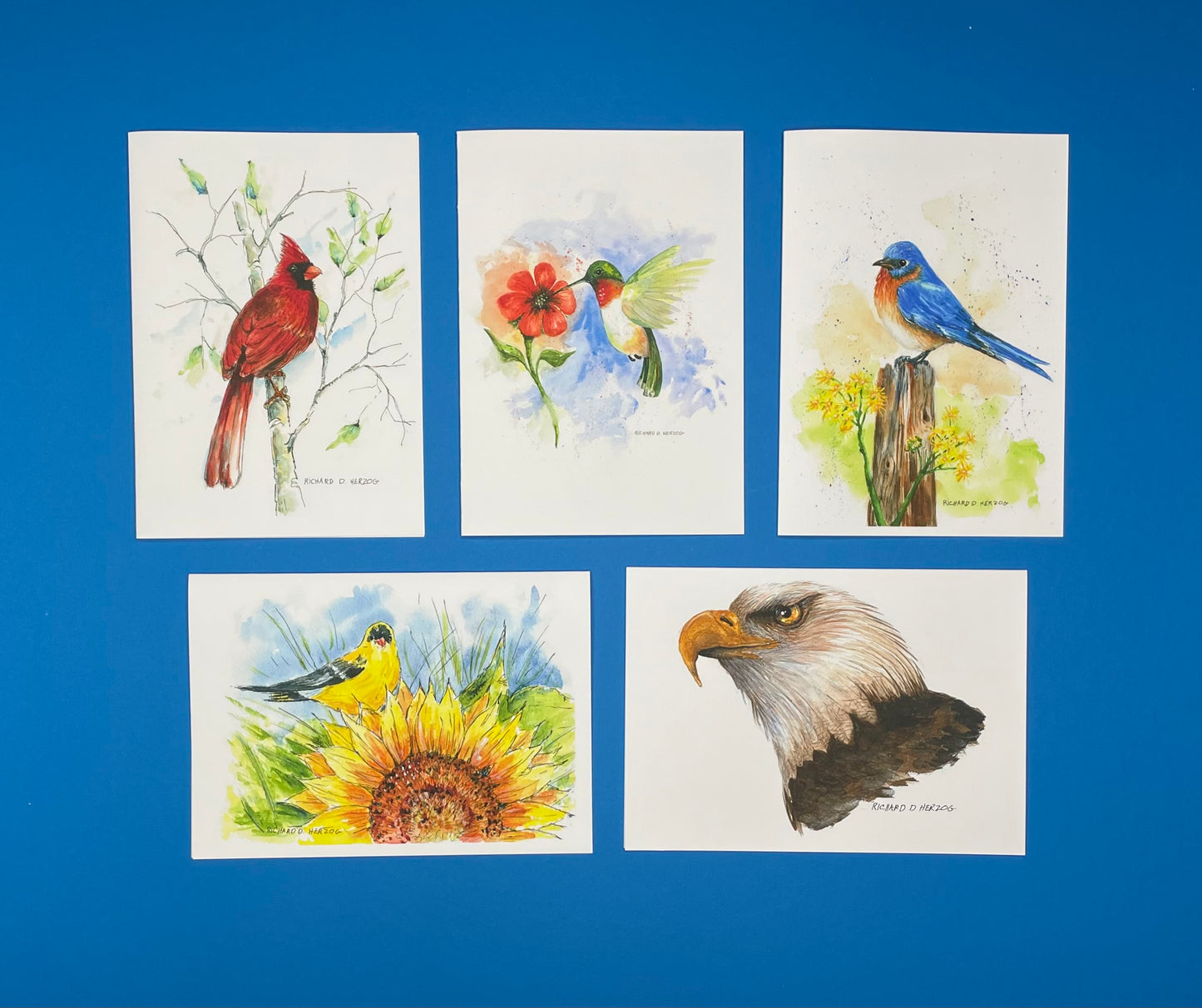 Birds (Style 1) Card Set of 5 Cards - Includes Cardinal, Hummingbird, Blue Bird, Finch, & Bald Eagle