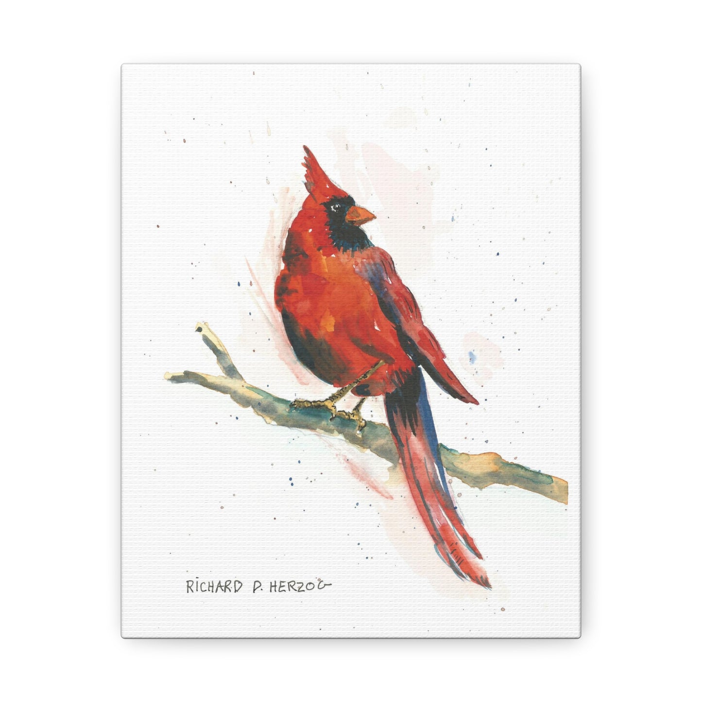 Red Cardinal On Branch Canvas Print