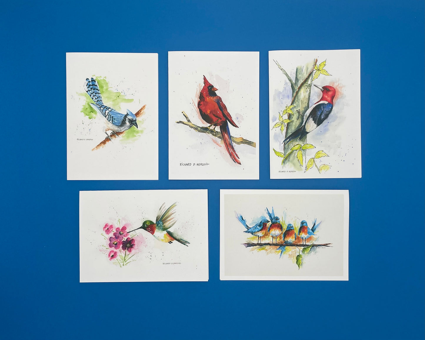 Birds (Style 2) Card Set of 5 Cards - Includes Blue Jay, Cardinal, Redheaded Woodpecker, Hummingbird, & Four Blue Birds